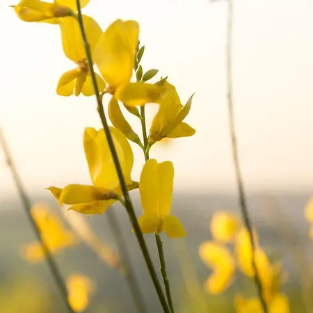 Colleverde & * Urbino